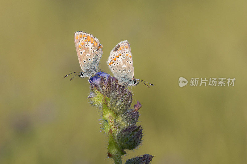 棕斑蝶(Aricia agestis)